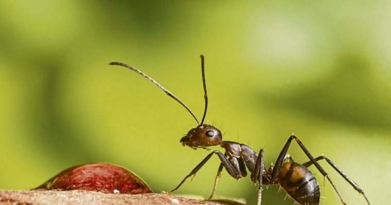 Sortie nature sur les insectes pour les enfants