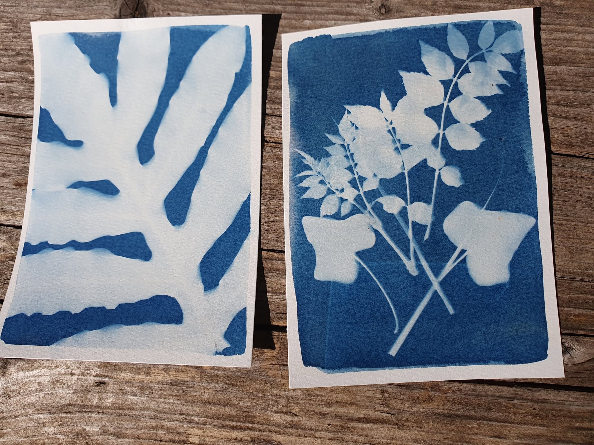 Atelier cyanotype et anthotype samedi 23 mai 2026